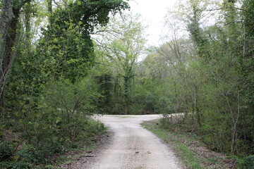 road in the woods