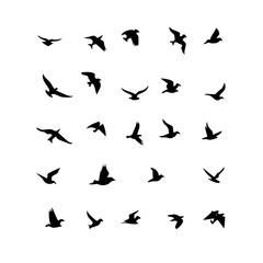 25 Birds: Nature's Colorful Avian Wonders 