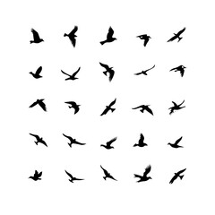 25 Birds: Nature's Colorful Avian Wonders 