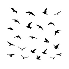 Obraz premium 25 Birds: Nature's Colorful Avian Wonders&nbsp;