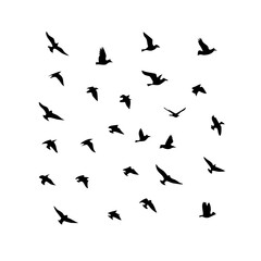 25 Birds: Nature's Colorful Avian Wonders 