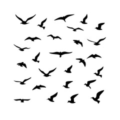 25 Birds: Nature's Colorful Avian Wonders 