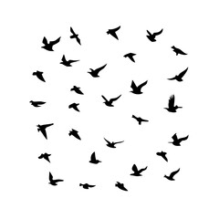 Naklejka premium 25 Birds: Nature's Colorful Avian Wonders&nbsp;