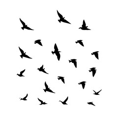 25 Birds: Nature's Colorful Avian Wonders 