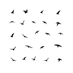 25 Birds: Nature's Colorful Avian Wonders 