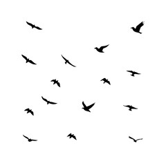 25 Birds: Nature's Colorful Avian Wonders 