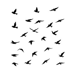 25 Birds: Nature's Colorful Avian Wonders 