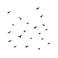 25 Birds: Nature's Colorful Avian Wonders 