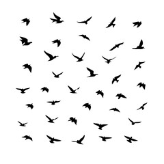 25 Birds: Nature's Colorful Avian Wonders 