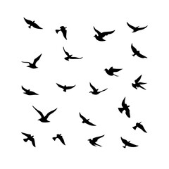 25 Birds: Nature's Colorful Avian Wonders 