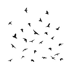 25 Birds: Nature's Colorful Avian Wonders 