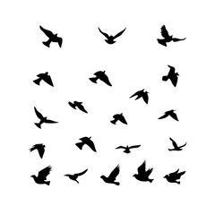 25 Birds: Nature's Colorful Avian Wonders 