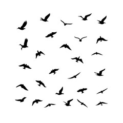 25 Birds: Nature's Colorful Avian Wonders 