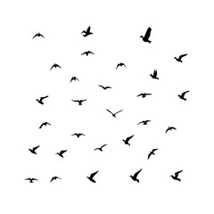 25 Birds: Nature's Colorful Avian Wonders 