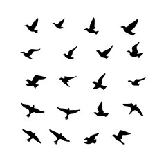 25 Birds: Nature's Colorful Avian Wonders 