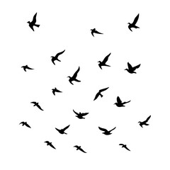 25 Birds: Nature's Colorful Avian Wonders 