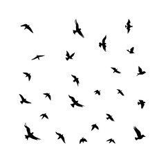 25 Birds: Nature's Colorful Avian Wonders 