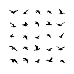 25 Birds: Nature's Colorful Avian Wonders 