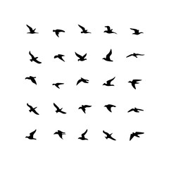 25 Birds: Nature's Colorful Avian Wonders 