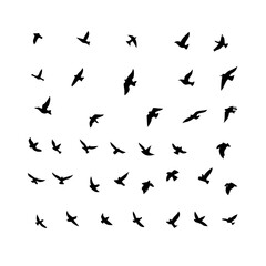 Naklejka premium 25 Birds: Nature's Colorful Avian Wonders 