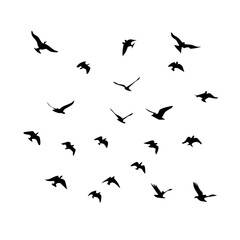 25 Birds: Nature's Colorful Avian Wonders 