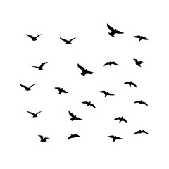 25 Birds: Nature's Colorful Avian Wonders 