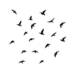 25 Birds: Nature's Colorful Avian Wonders 