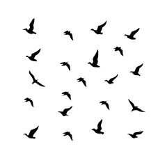 25 Birds: Nature's Colorful Avian Wonders 
