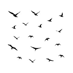 25 Birds: Nature's Colorful Avian Wonders 