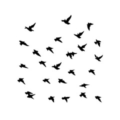 25 Birds: Nature's Colorful Avian Wonders 