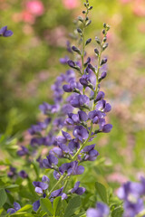 lavender flowers in the garden