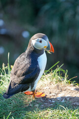 Macareux moine - Fratercula arctica.