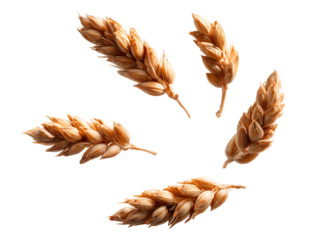 Golden Wheat Ears on Black Background Agriculture, Food, Nature Photography