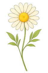Coneflower Botanical Illustration &ndash; Transparent PNG Floral Art