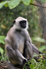 座って見つめるハヌマンラングール