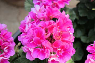 Taean Tulip Festival Photo Tour