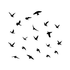 25 Birds: Nature's Colorful Avian Wonders 