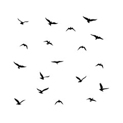 25 Birds: Nature's Colorful Avian Wonders 