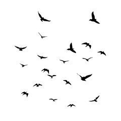 25 Birds: Nature's Colorful Avian Wonders 