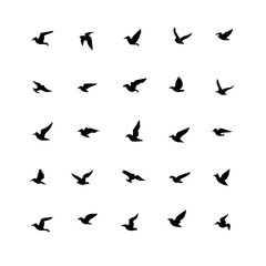 25 Birds: Nature's Colorful Avian Wonders 