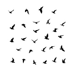 25 Birds: Nature's Colorful Avian Wonders 