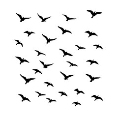 25 Birds: Nature's Colorful Avian Wonders 