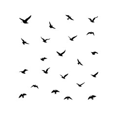 25 Birds: Nature's Colorful Avian Wonders 