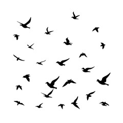 25 Birds: Nature's Colorful Avian Wonders 