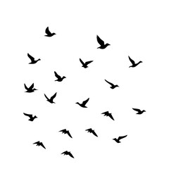 Naklejka premium 25 Birds: Nature's Colorful Avian Wonders 