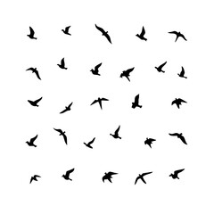 25 Birds: Nature's Colorful Avian Wonders 