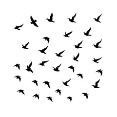 25 Birds: Nature's Colorful Avian Wonders 