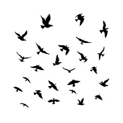 25 Birds: Nature's Colorful Avian Wonders 