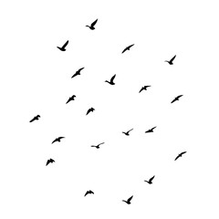 25 Birds: Nature's Colorful Avian Wonders 
