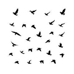 25 Birds: Nature's Colorful Avian Wonders 